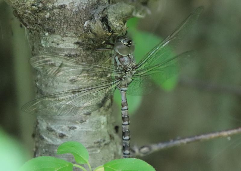 Photo of Canada Darner