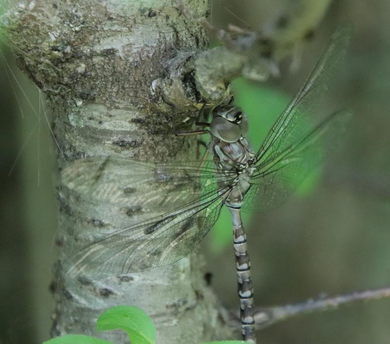 Photo of Canada Darner