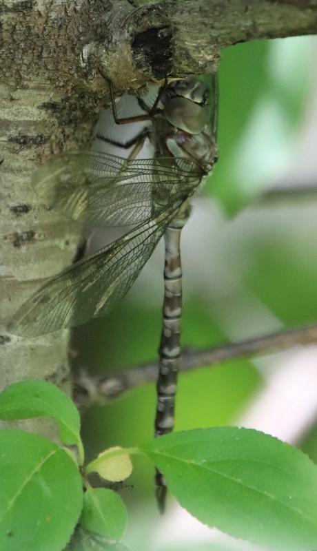 Photo of Canada Darner