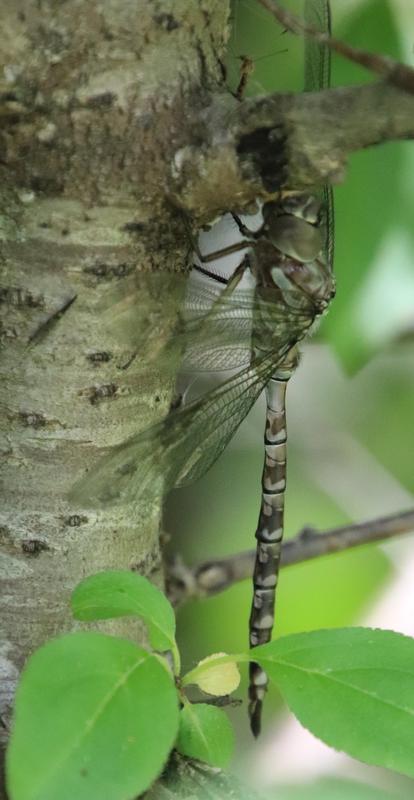Photo of Canada Darner