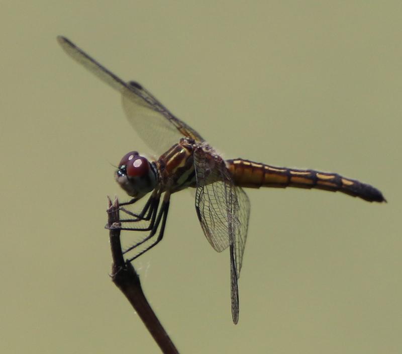 Photo of Blue Dasher