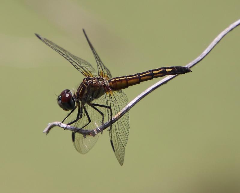 Photo of Blue Dasher
