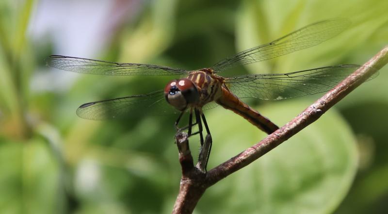Photo of Blue Dasher