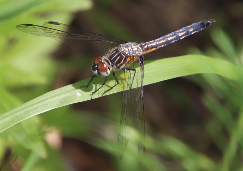 Photo of Blue Dasher