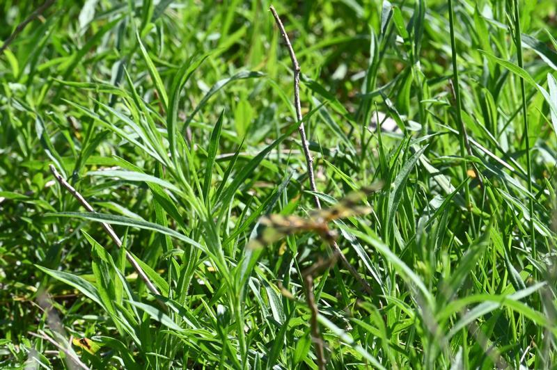 Photo of Halloween Pennant