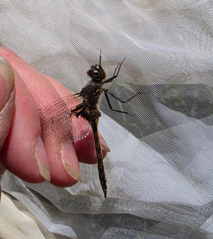 Photo of Common Baskettail