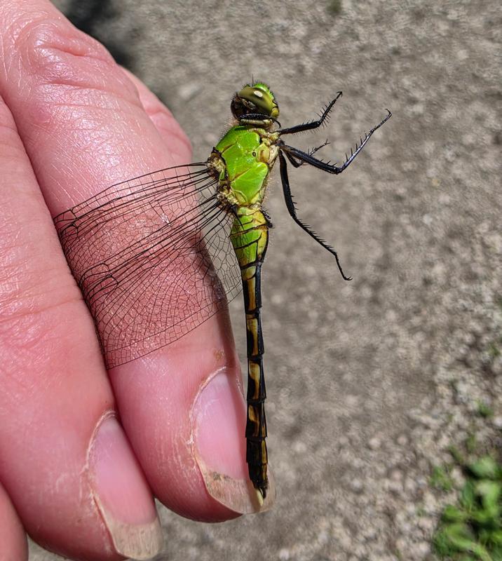 Photo of Eastern Pondhawk