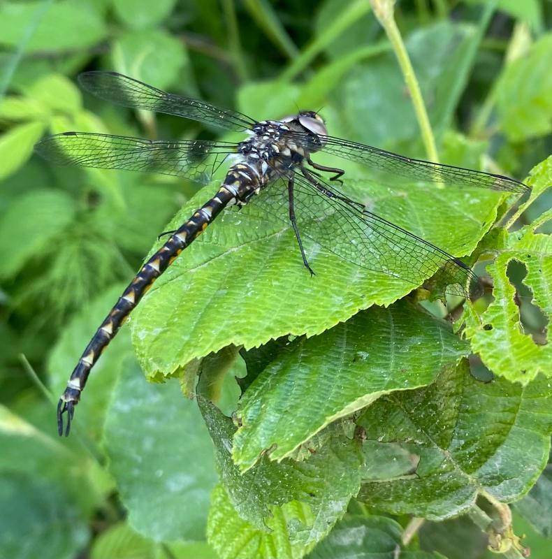 Photo of Harlequin Darner