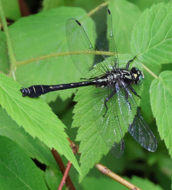 Photo of Mustached Clubtail