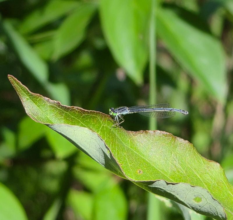 Photo of Eastern Forktail