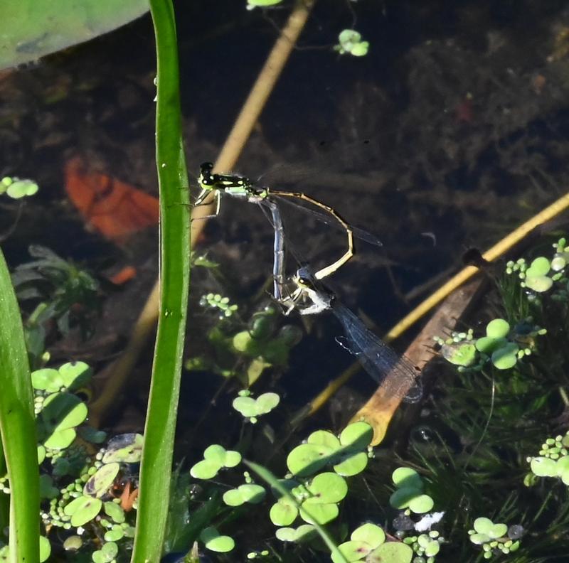 Photo of Fragile Forktail