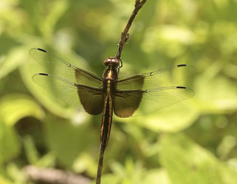 Photo of Widow Skimmer