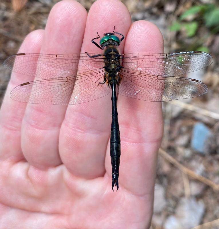 Photo of Kennedy's Emerald