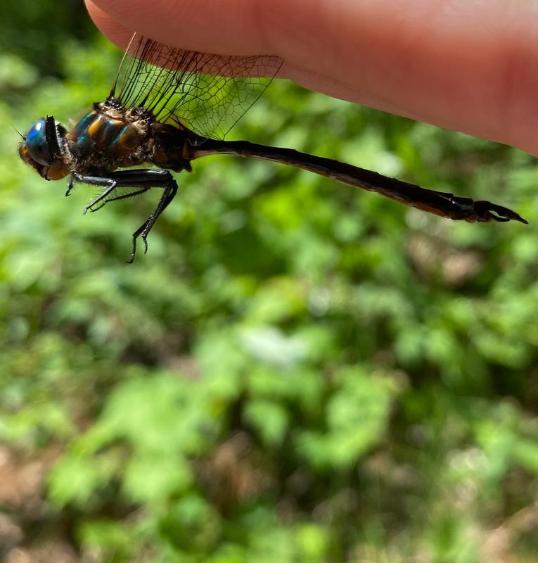 Photo of Kennedy's Emerald