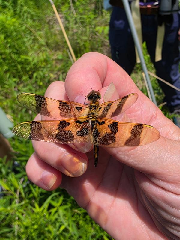 Photo of Halloween Pennant