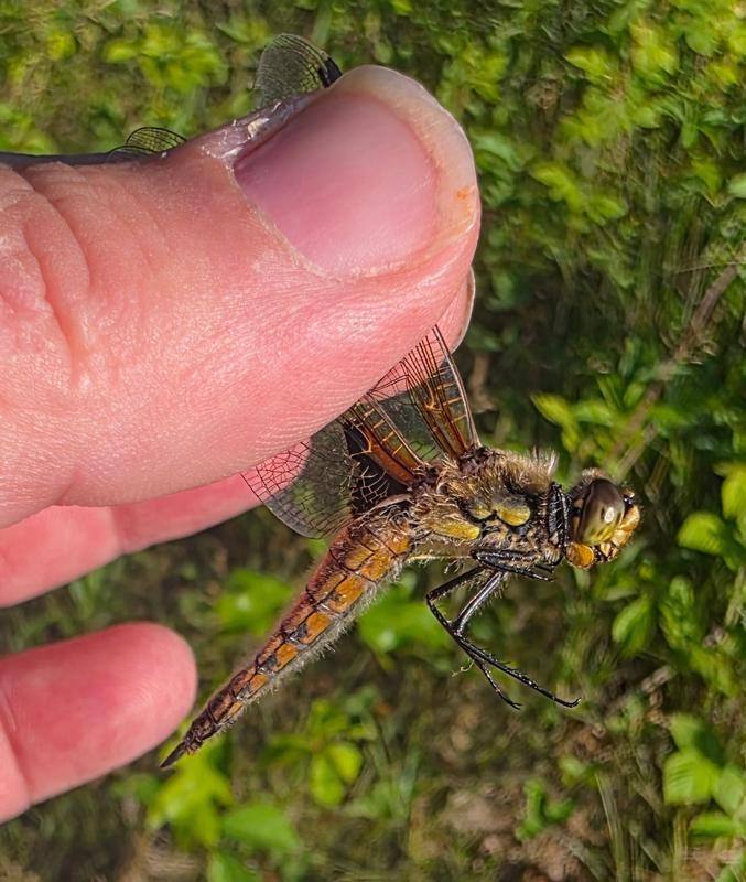 Photo of Four-spotted Skimmer