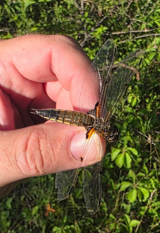 Photo of Four-spotted Skimmer