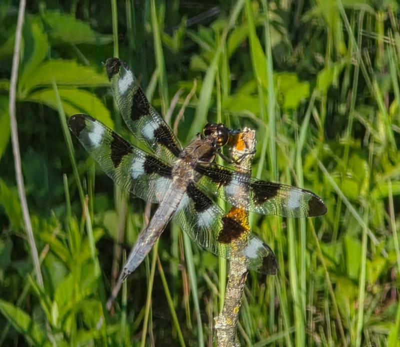 Photo of Twelve-spotted Skimmer