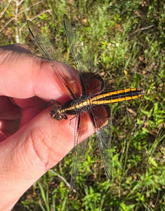 Photo of Widow Skimmer