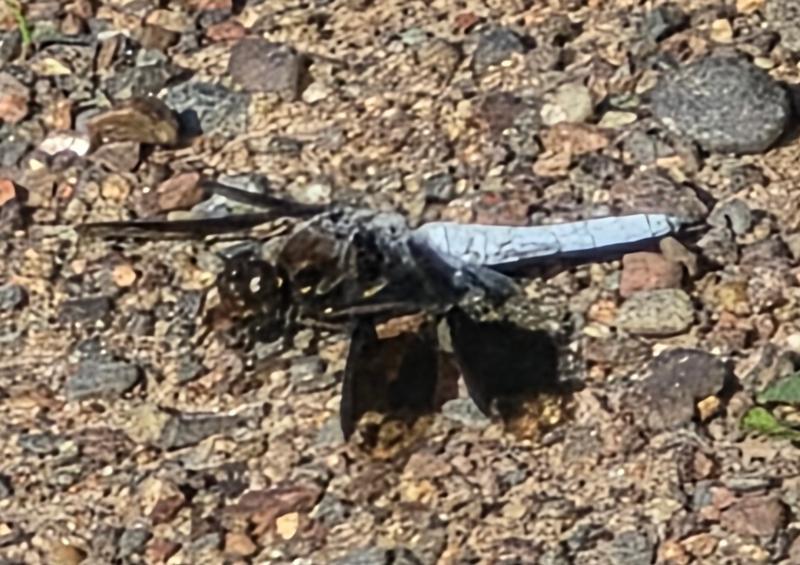 Photo of Common Whitetail