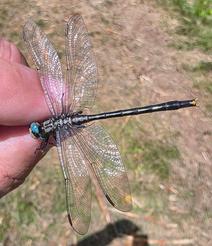Photo of Lilypad Clubtail