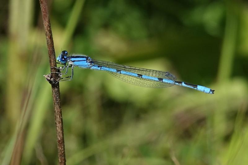 Photo of Familiar Bluet