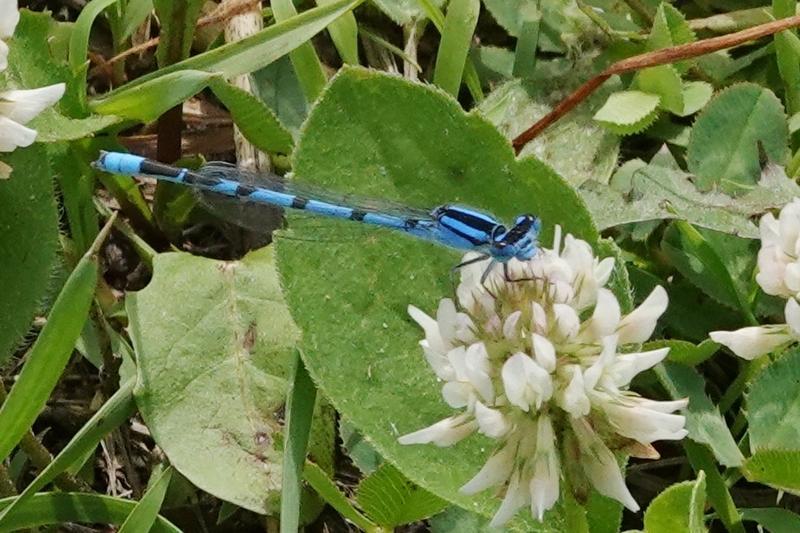 Photo of Familiar Bluet