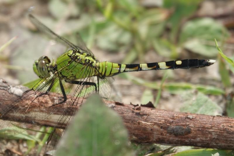 Photo of Eastern Pondhawk