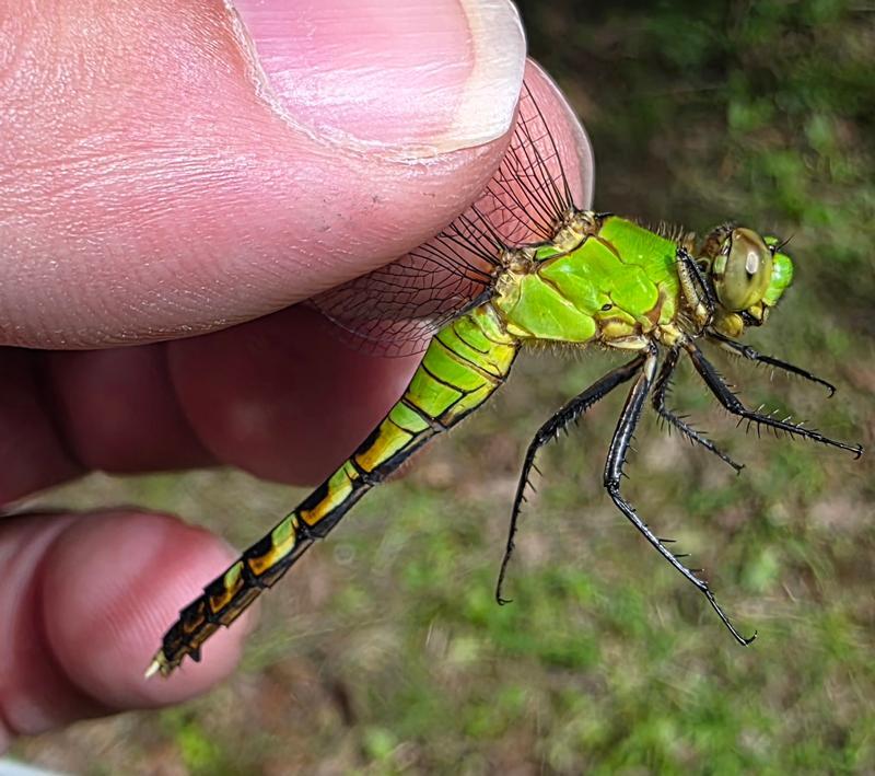 Photo of Eastern Pondhawk