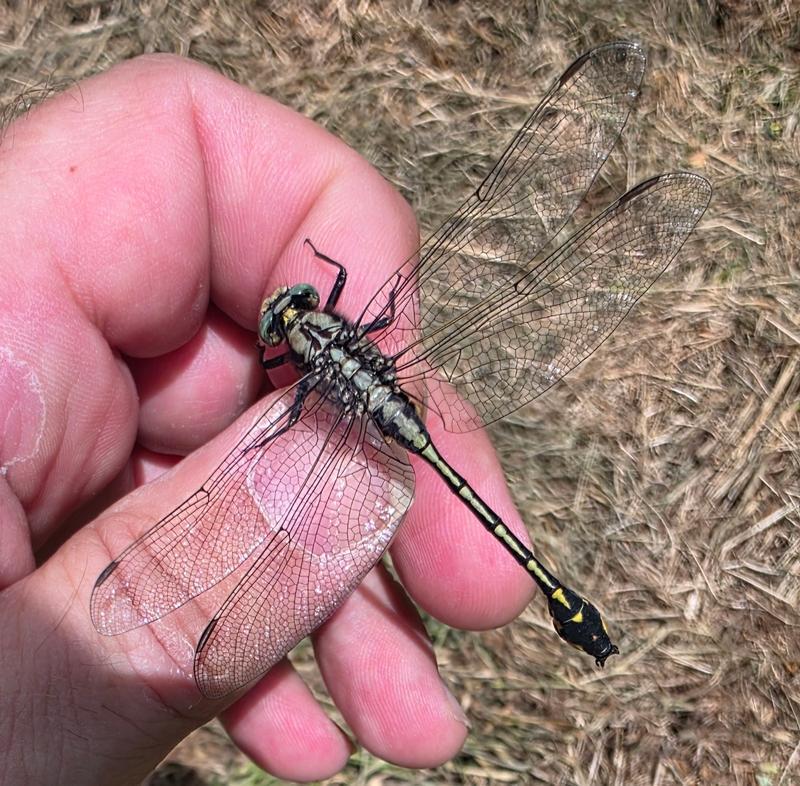 Photo of Midland Clubtail