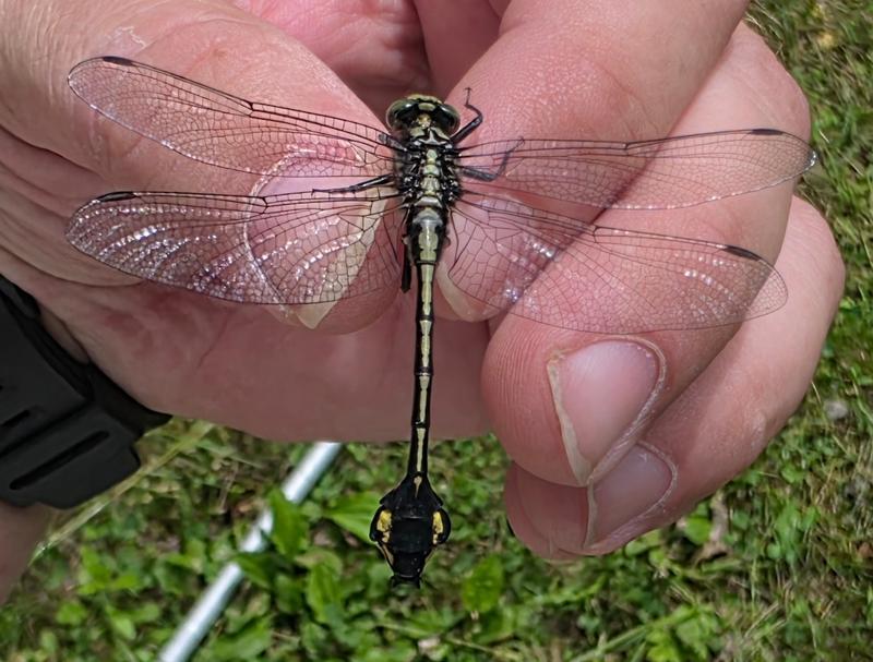 Photo of Skillet Clubtail
