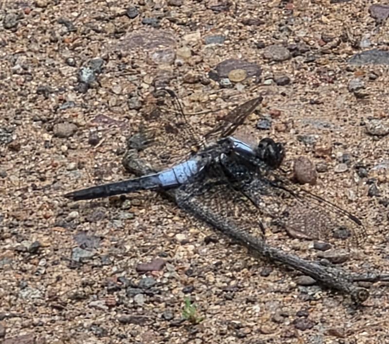 Photo of Chalk-fronted Corporal