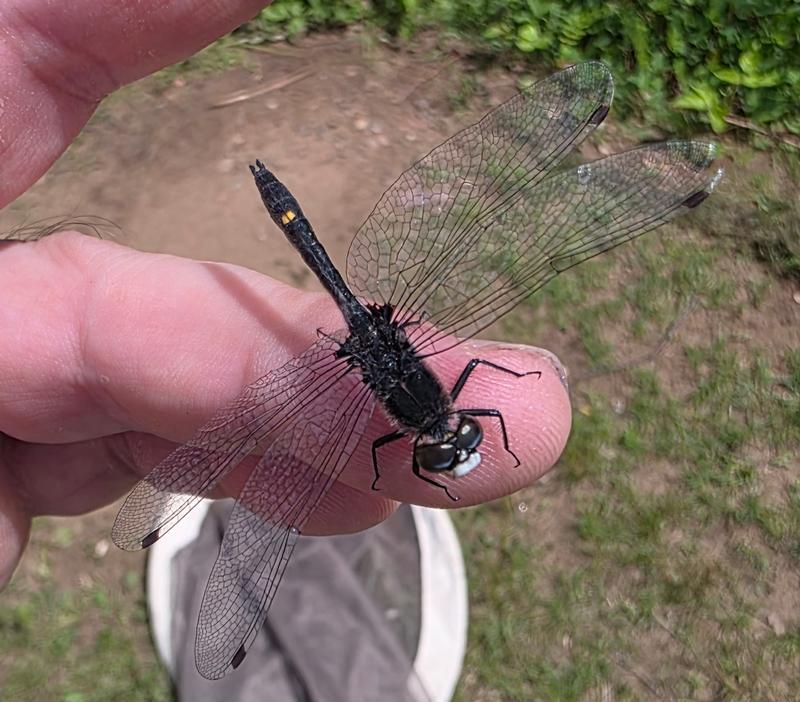 Photo of Dot-tailed Whiteface