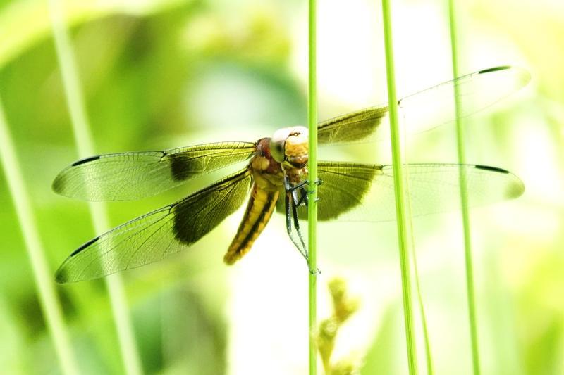 Photo of Widow Skimmer