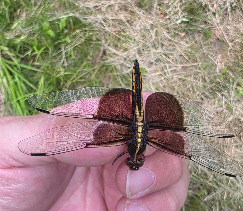 Photo of Widow Skimmer