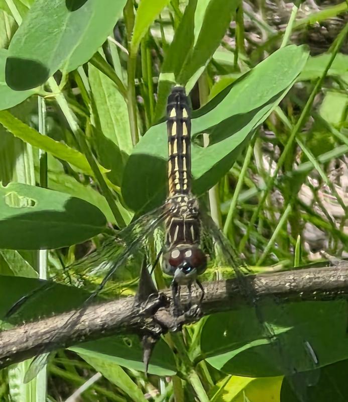 Photo of Blue Dasher