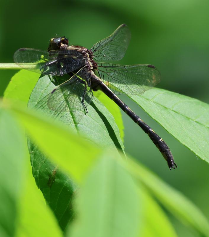 Photo of Ashy Clubtail