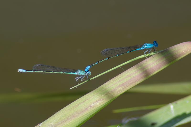 Photo of Slender Bluet