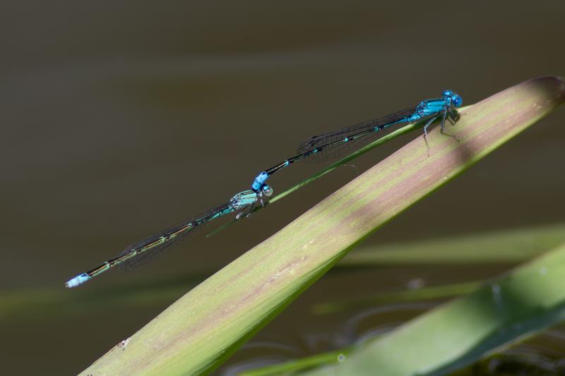 Photo of Slender Bluet