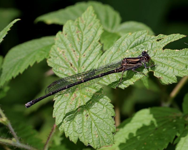 Photo of Powdered Dancer