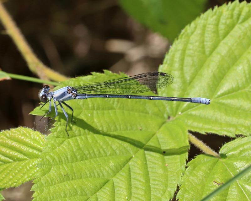 Photo of Powdered Dancer