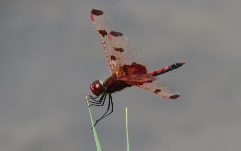 Photo of Calico Pennant