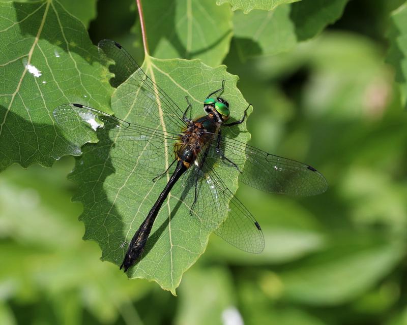 Photo of Racket-tailed Emerald