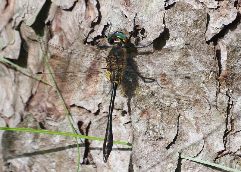 Photo of Racket-tailed Emerald