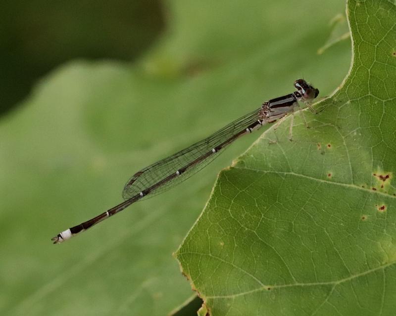 Photo of Orange Bluet