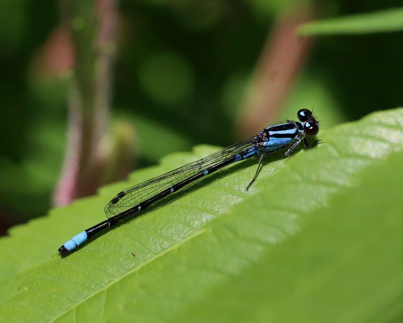 Photo of Skimming Bluet