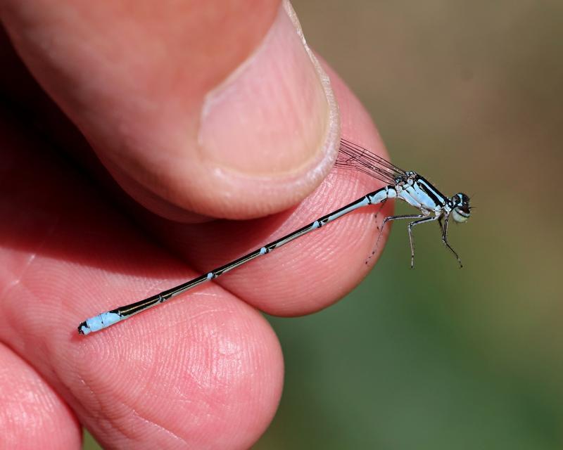 Photo of Stream Bluet