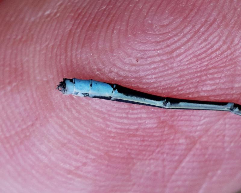 Photo of Stream Bluet