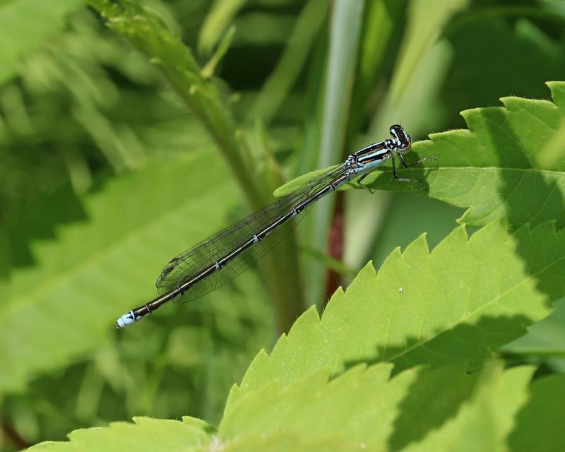 Photo of Stream Bluet