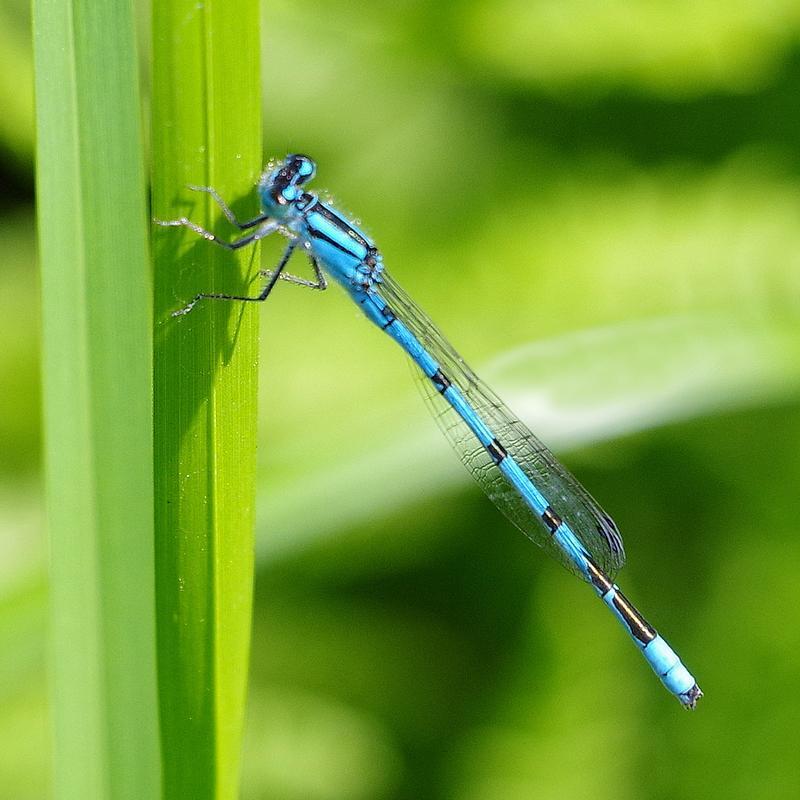 Photo of Boreal Bluet